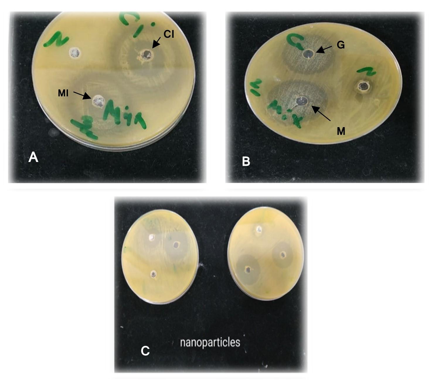 Evaluation of antibacterial, antibiofilm activity of biosynthesis MgONPs and cellular immunity in rabbit