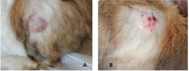 Evaluation of antibacterial, antibiofilm activity of biosynthesis MgONPs and cellular immunity in rabbit