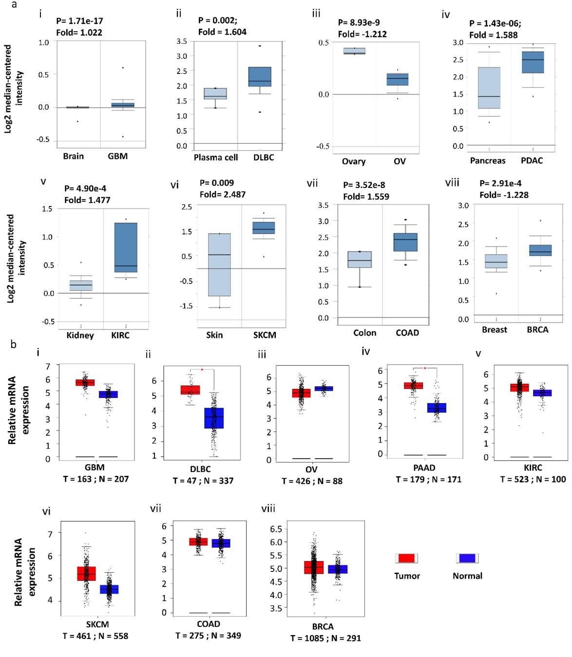 HTRA1 and HTRA2 expression differentially modulate the clinical prognosis of cancer: a multi-omics analysis using bioinformatics approaches