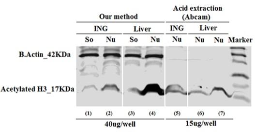 A protein isolation method for western blot to study histones with an internal control protein