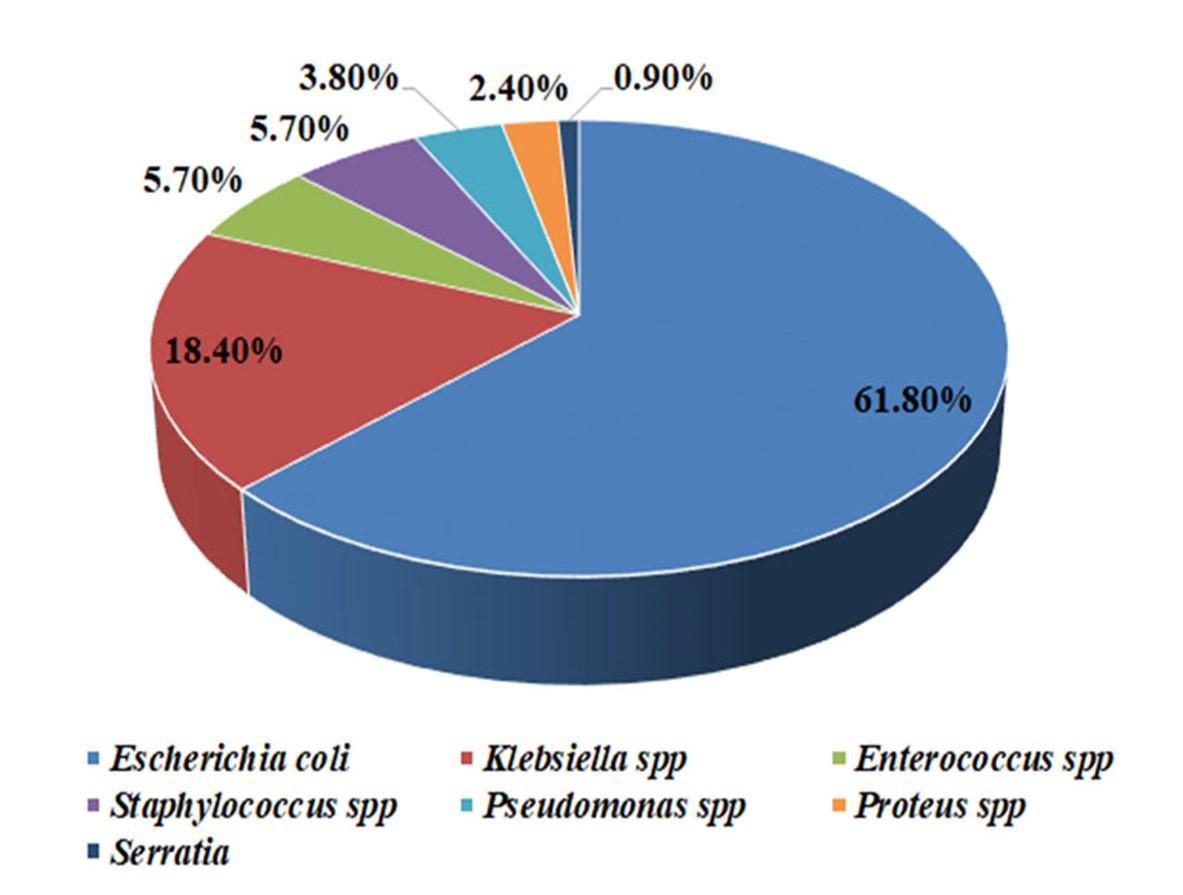 Antibiotic resistance pattern in the bacterial strains of urinary tract infection in Tangail city, Bangladesh
