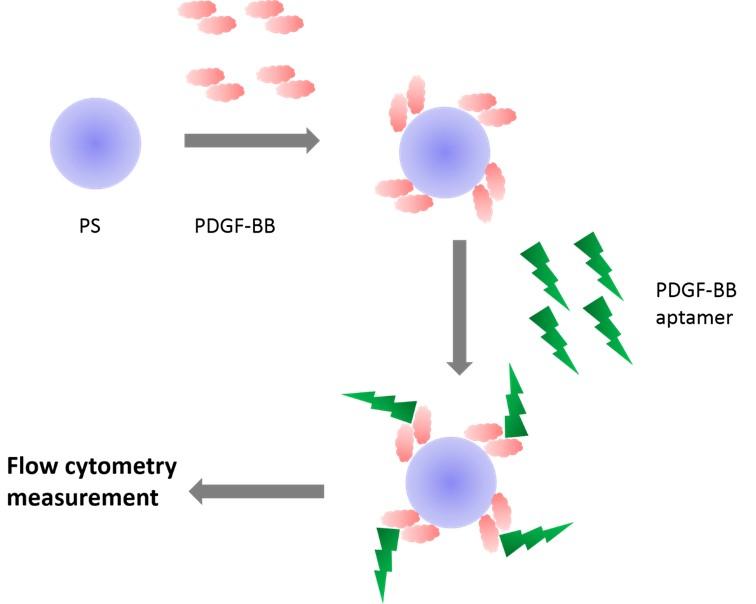 Investigation of PDGF-BB aptamer binding using growth factor-coated particles and flow cytometry
