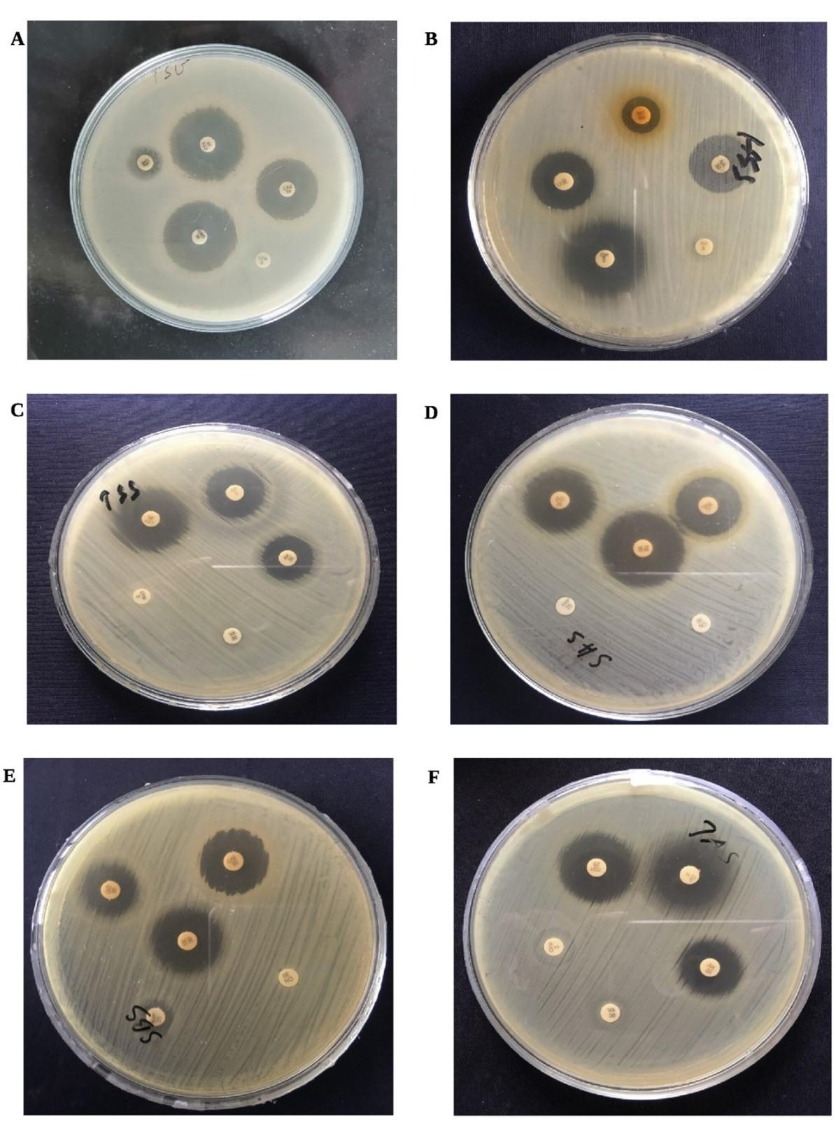Phenotypic screening of extended-spectrum beta-lactamase producing Salmonella in retail shrimp