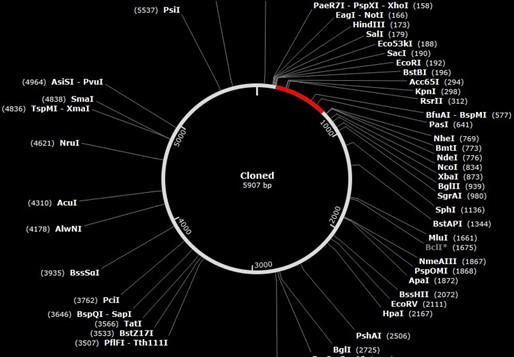 Developing a multiepitope vaccine against dengue virus in Bangladesh using immunoinformatics approach