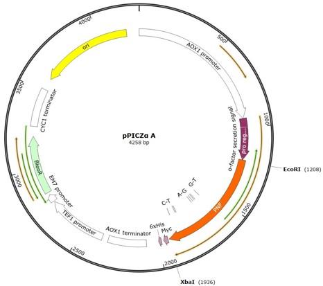 Cloning and expression of recombinant purine nucleoside phosphorylase in the methylotrophic yeast <span>Pichia pastoris</span>