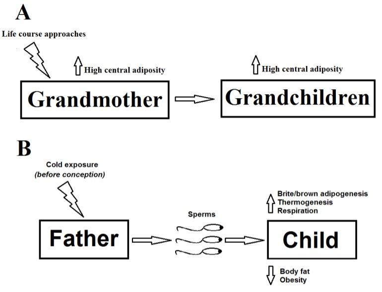 The possible regulations through cross-generation transmission on childhood obesity
