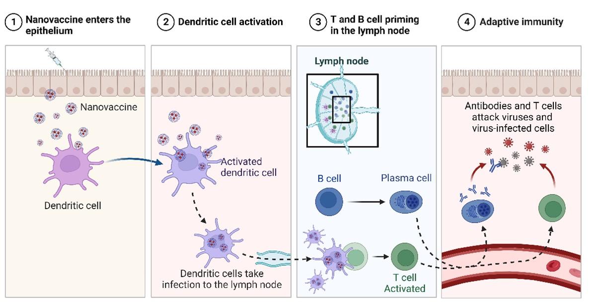 Recent advances in peptide-based nanovaccines for re-emerging and emerging infectious diseases