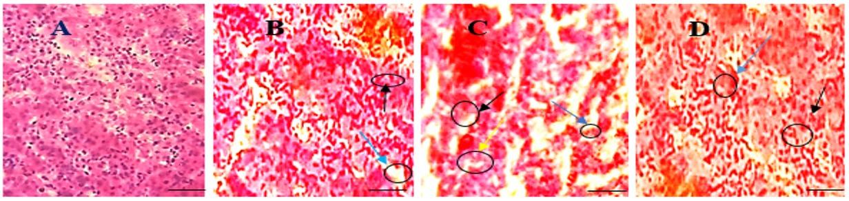Biochemical and histopathological alterations of liver and kidney of Japanese quails due to lead toxicity and effects of vitamin C