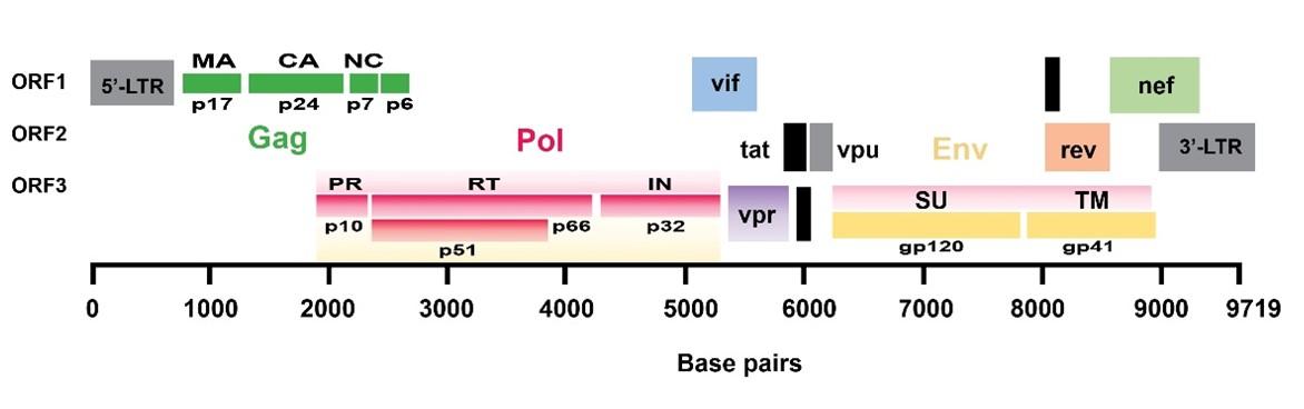Human immunodeficiency virus type 1: Role of proteins in the context of viral life cycle