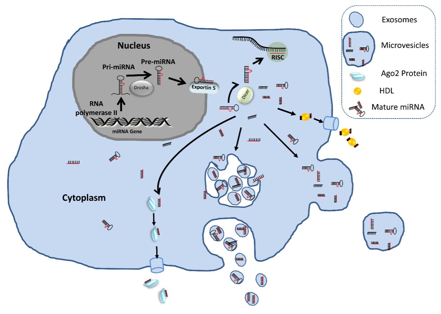 Choice of samples in extracellular microRNA research: Which fraction is better- exosomal or nonexosomal?