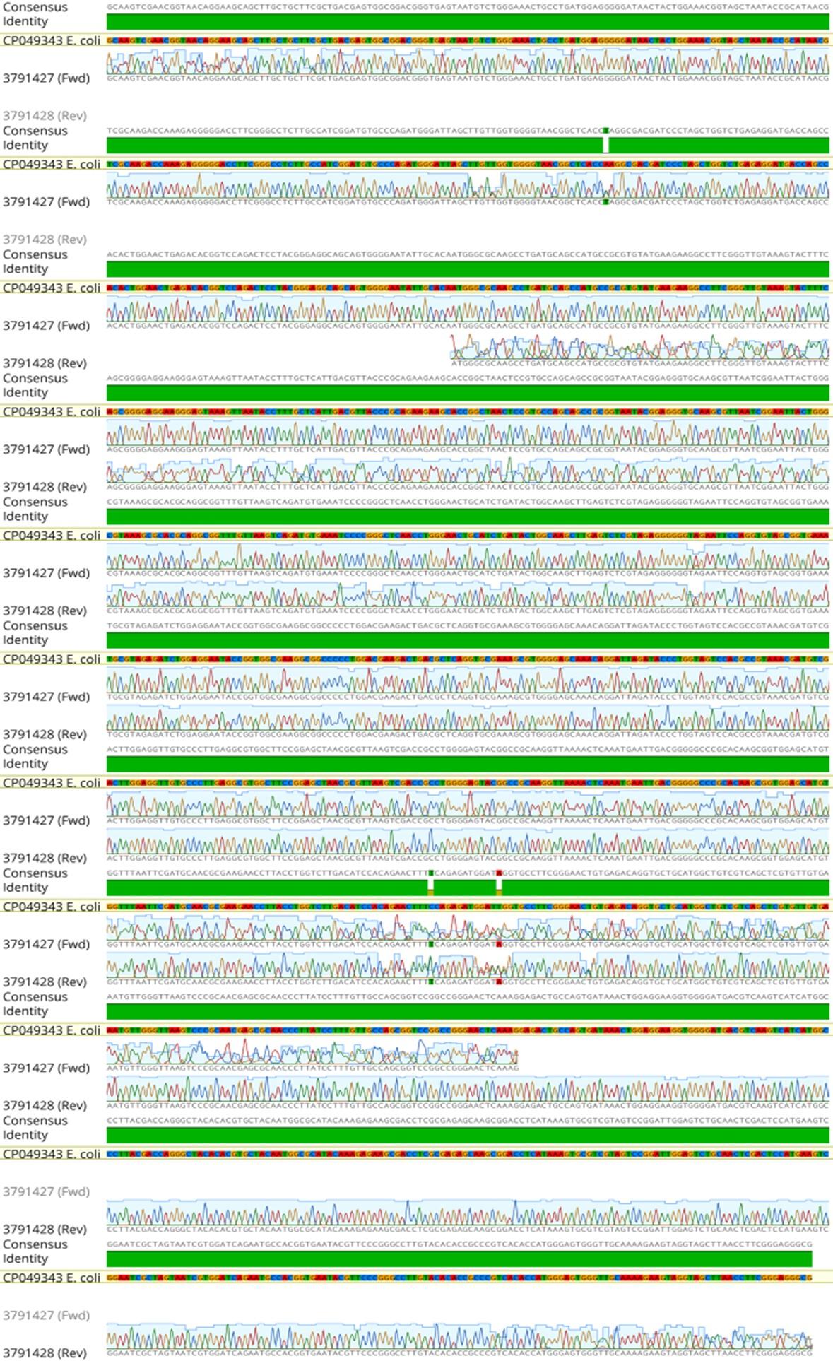 Molecular characterization of multidrug-resistant Escherichia coli isolated from human urine infections with their antibiogram profile