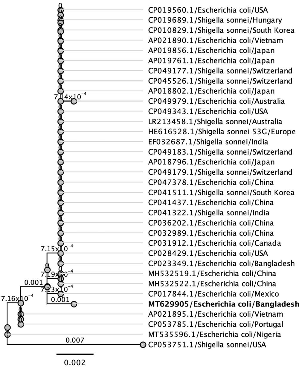 Molecular characterization of multidrug-resistant Escherichia coli isolated from human urine infections with their antibiogram profile
