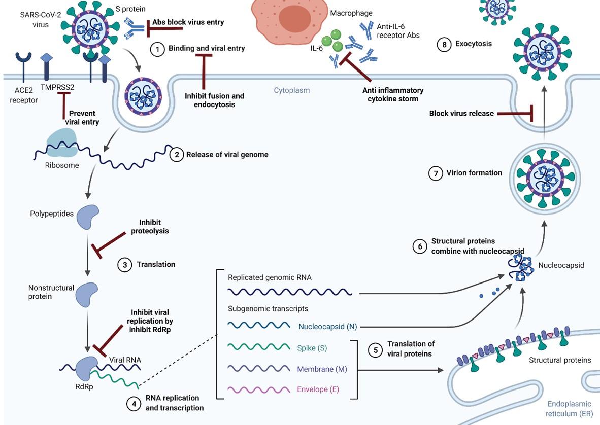 COVID-19 drugs: A necessary strategy for living with COVID-19 in the new normal and the mutations of the SARS-CoV-2 such as omicron variant