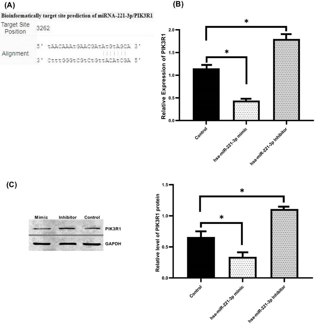 MicroRNA-221-3p promotes cell proliferation, migration, and invasion in gastric cancer by modulating PIK3R1