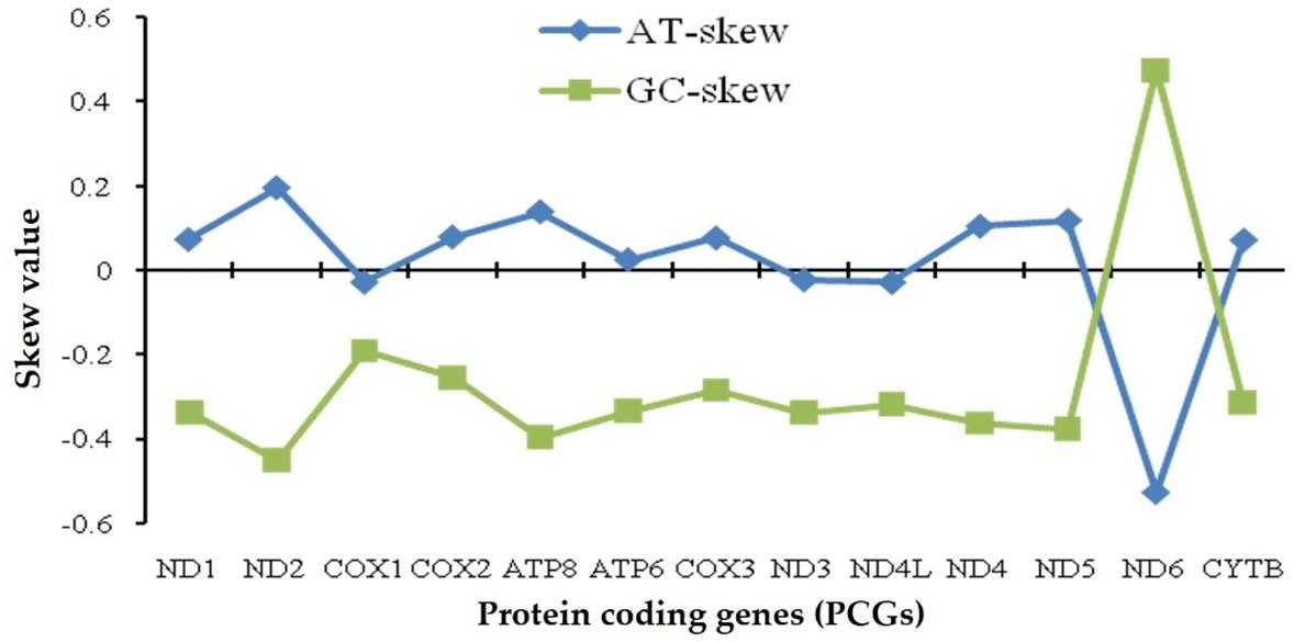 Codon usage bias and purifying selection identified in Cirrhinus reba mitogenome