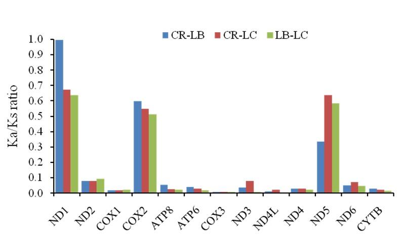 Codon usage bias and purifying selection identified in Cirrhinus reba mitogenome