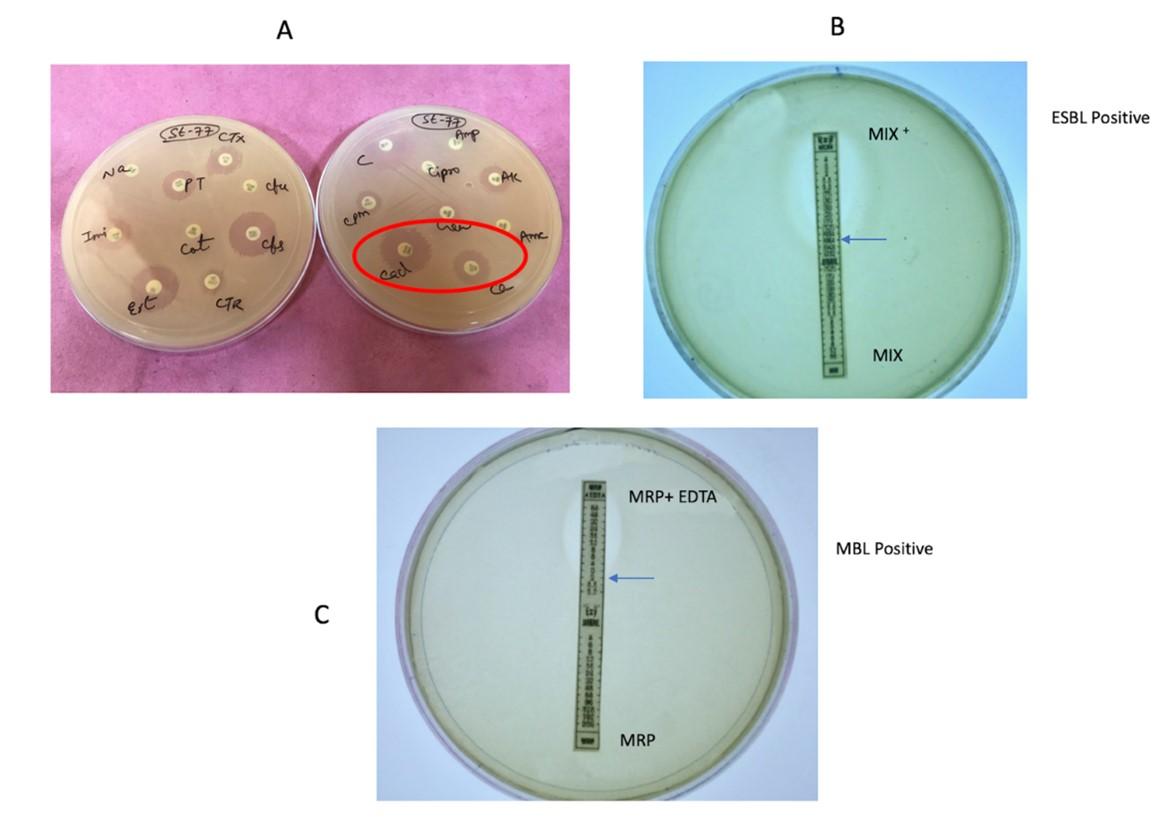 Characterization of virulence gene distribution and antibiotic susceptibility profiles of diarrheagenic Escherichia coli from chicken faeces