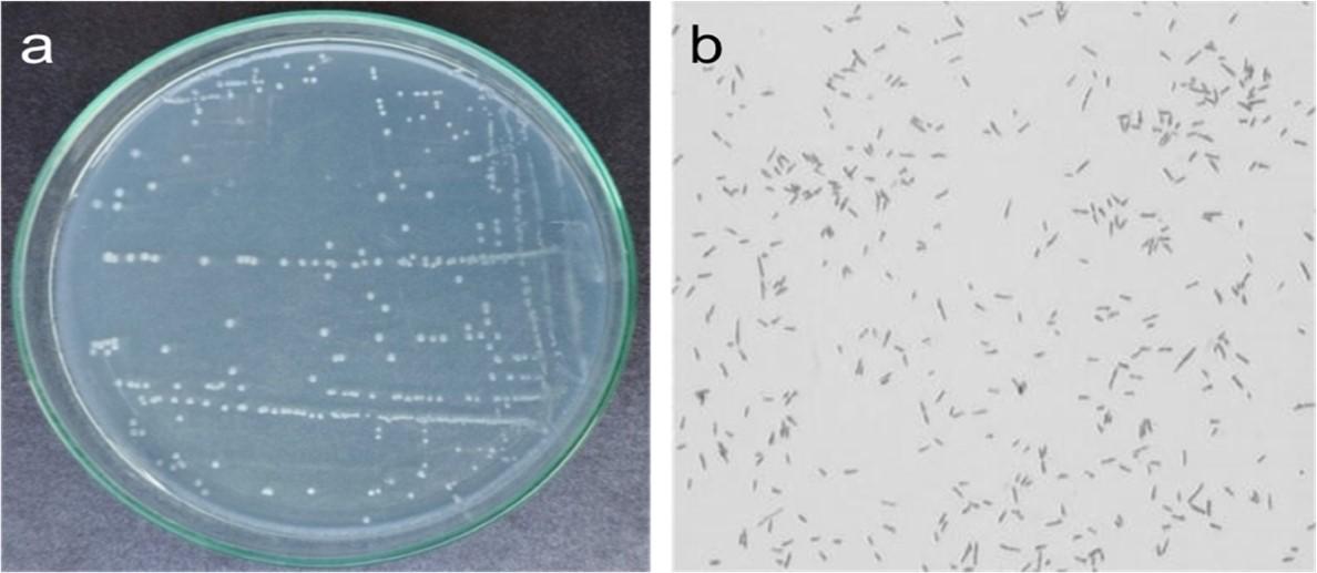 Efficacy of soil-borne Burkholderia Cepacia-like MB-01 strain for shobicron and vertimec degradation