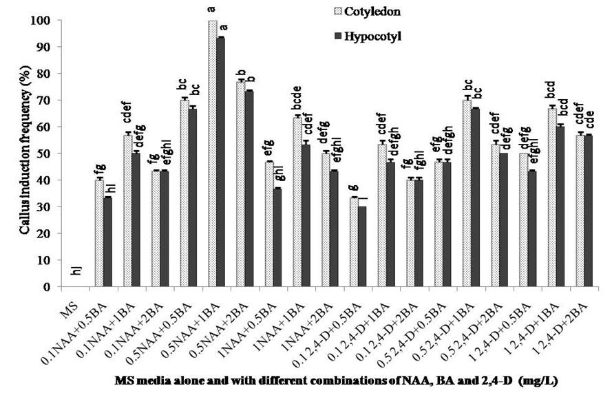 In vitro plant regeneration of wild eggplant (Solanum sisymbriifolium) to produce large number of rootstocks for tomato grafting