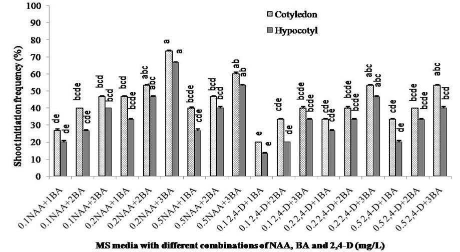 In vitro plant regeneration of wild eggplant (Solanum sisymbriifolium) to produce large number of rootstocks for tomato grafting