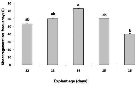 In vitro plant regeneration of wild eggplant (Solanum sisymbriifolium) to produce large number of rootstocks for tomato grafting