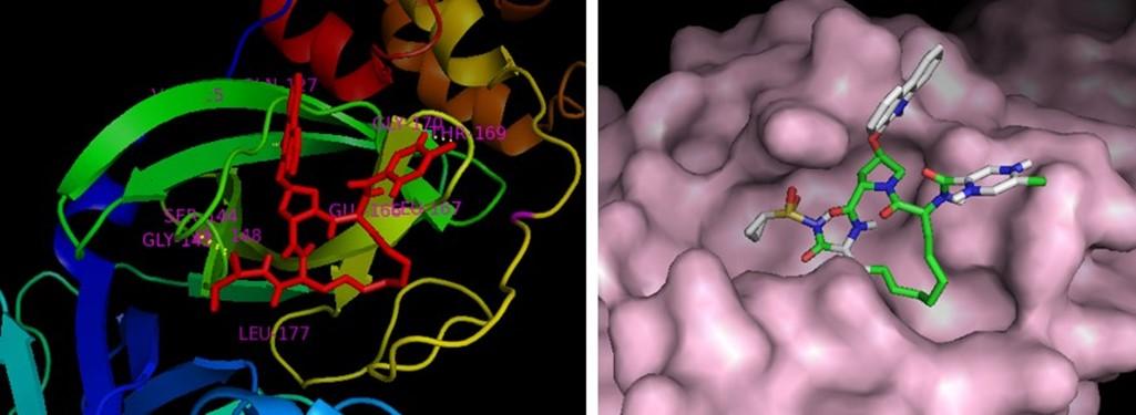 Prediction of SARS-CoV-2 main protease inhibitors in medicinal plant-derived compounds by molecular docking approach