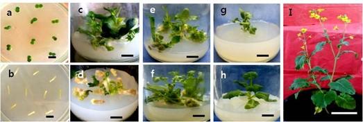 Development of high frequency in vitro plant regeneration protocol of Brassica napus