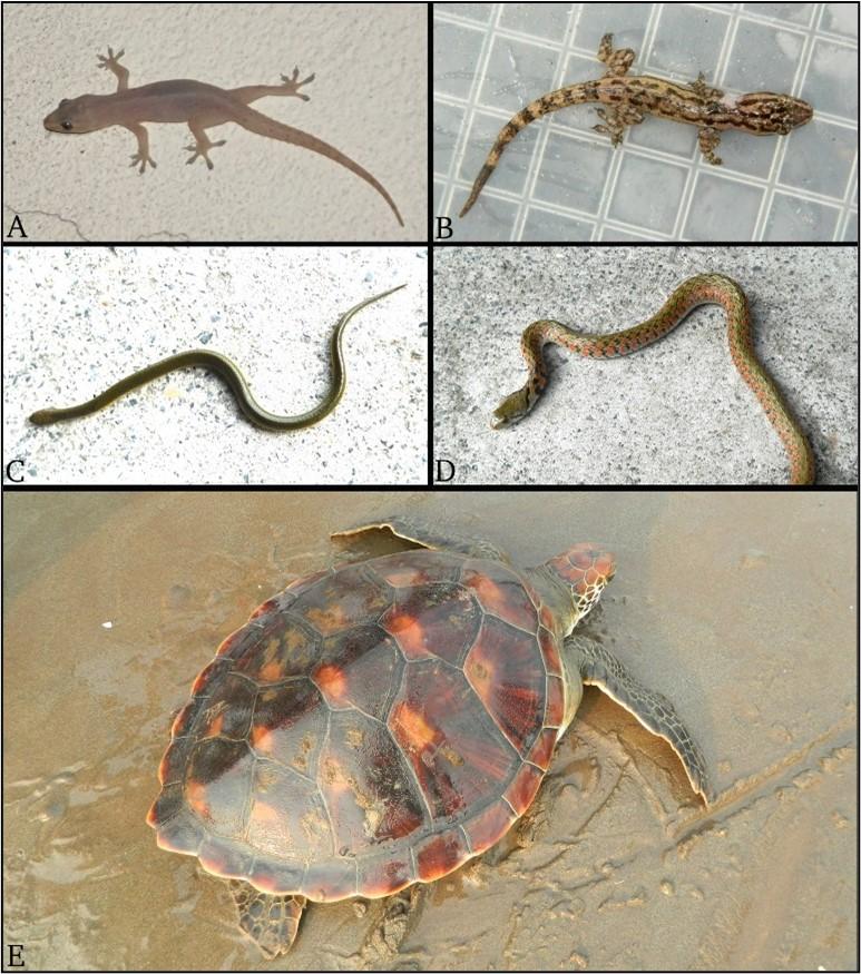 Biodiversity and composition of the herpetofauna from the Tien Hai Wetland Nature Reserve, North Vietnam