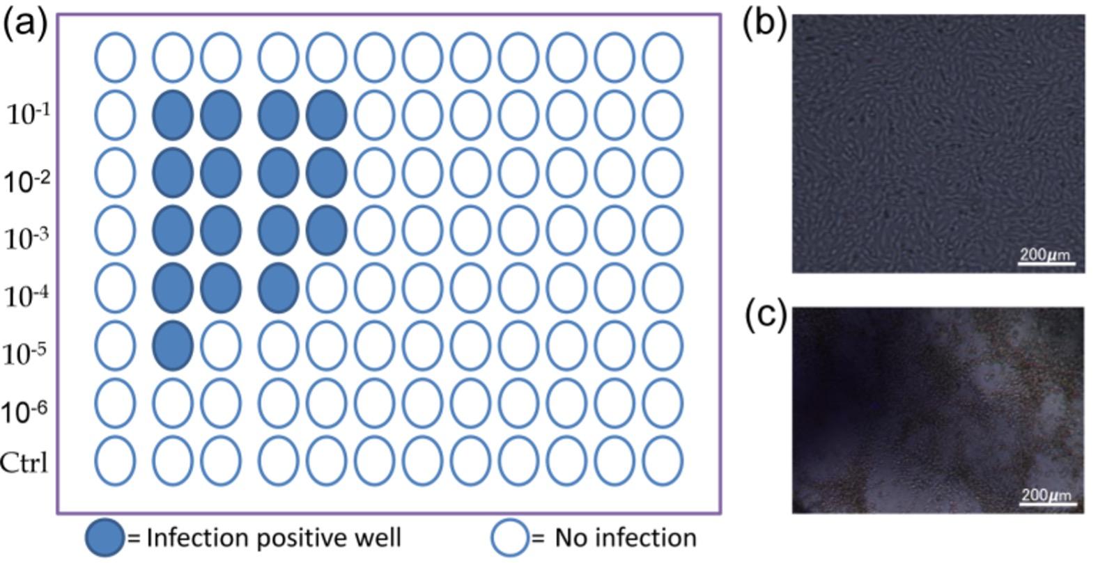 Spectrochemical characterization of Vero cell line against PPR virus infection