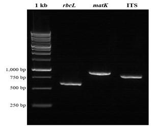 A molecular phylogeny of Taeniophyllum THRJ inferred from DNA barcode regions