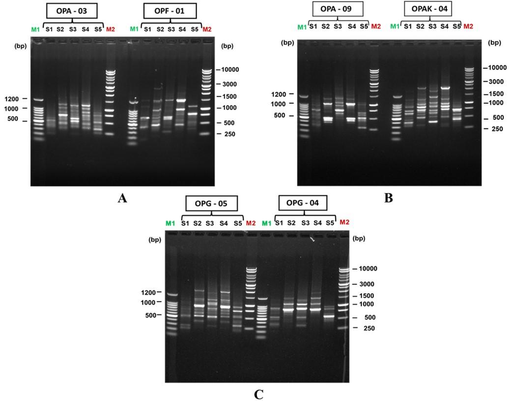 Comparison of major nutritional constituents and genetic diversity analysis of five strains of oyster mushrooms