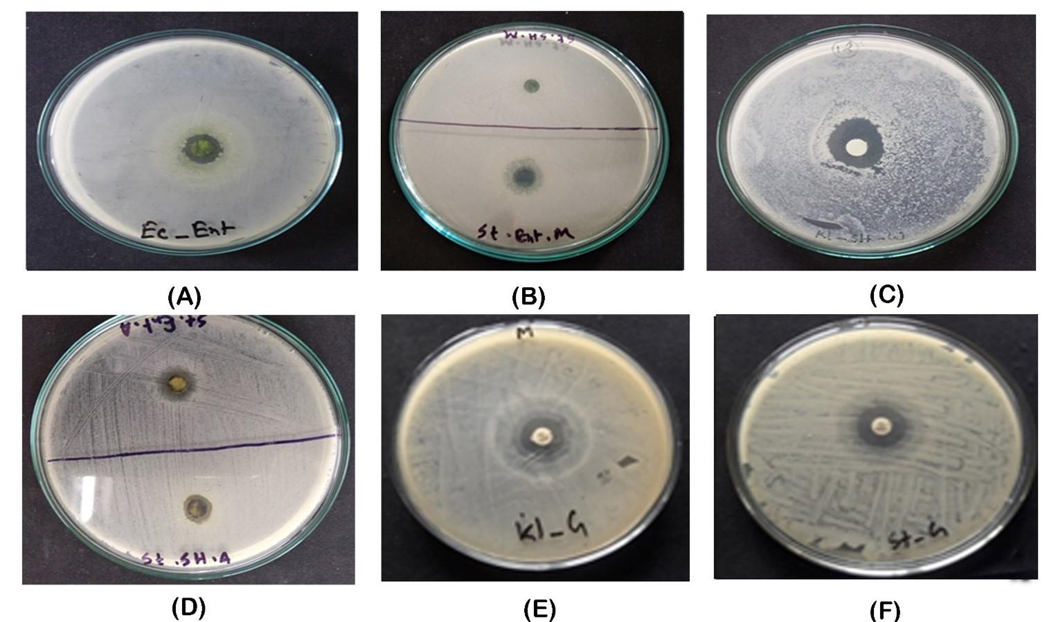 Phytochemical constituency profiling and antimicrobial activity screening of seaweed extracts collected from the Bay of Bengal sea coasts