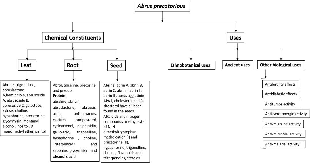 The medicinal values of Abrus precatorius: a review study