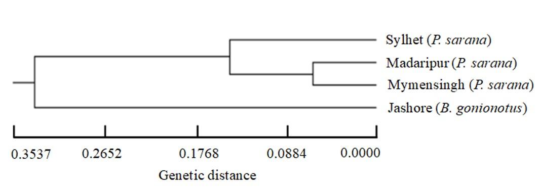 Molecular characterization and phylogenetic analysis of two minnows, Puntius sarana and Barbodes gonionotus.
