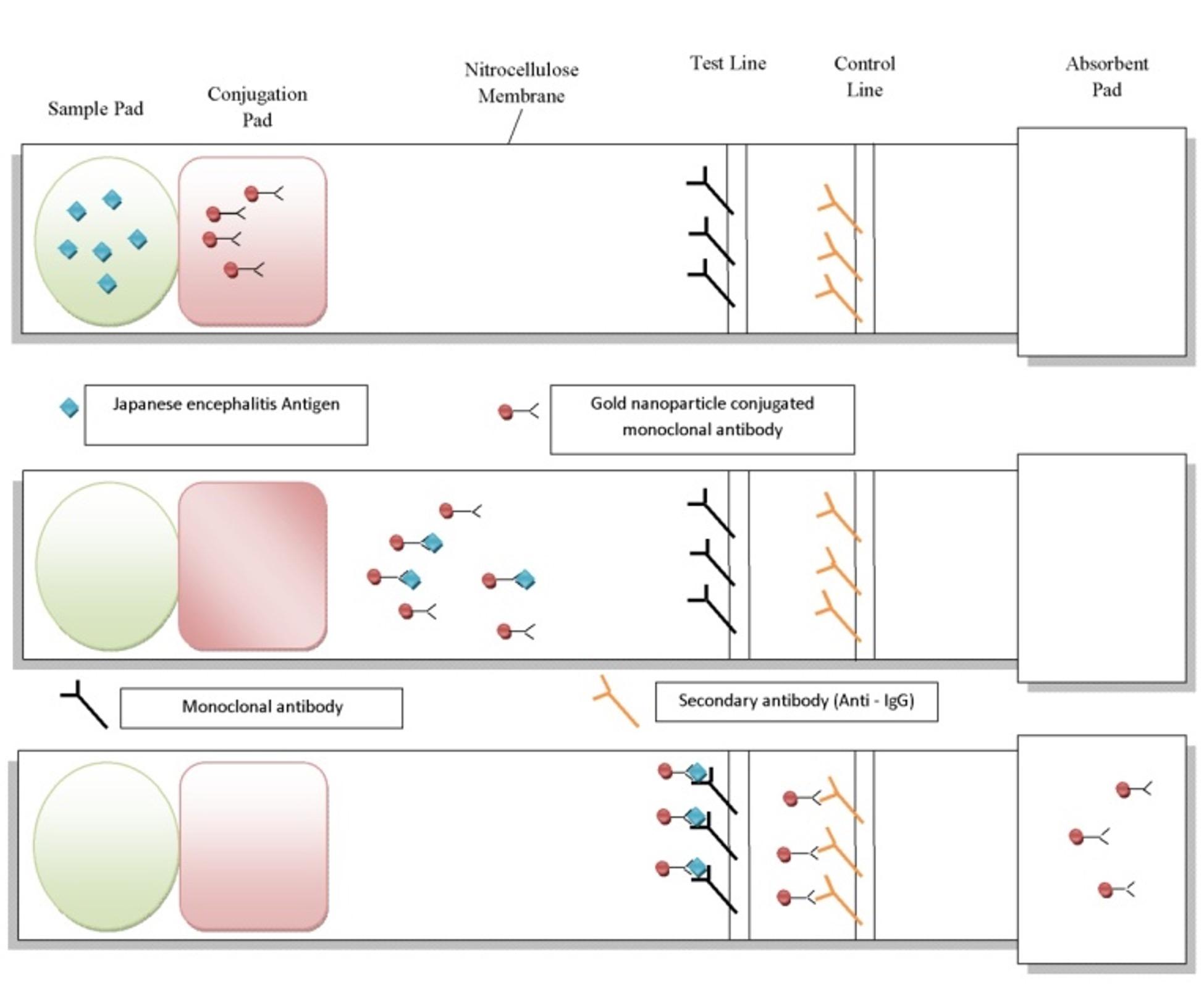 A brief review on Japanese Encephalitis in Swine with its diagnostic strategies
