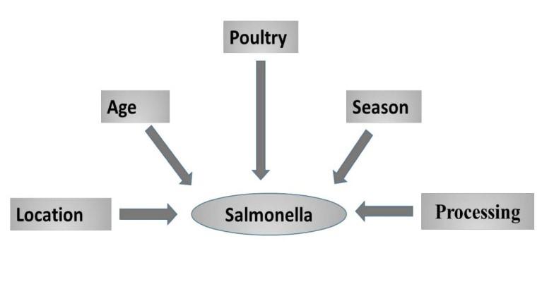 Outbreak of Salmonella in poultry of Bangladesh and possible remedy