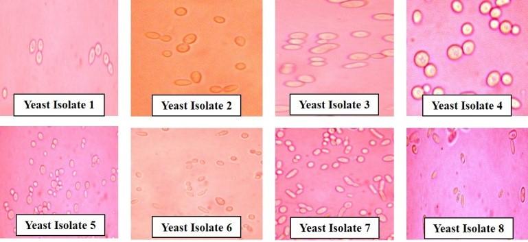 Isolation and characterization of osmophilic fermentative yeasts from Bangladeshi honeys
