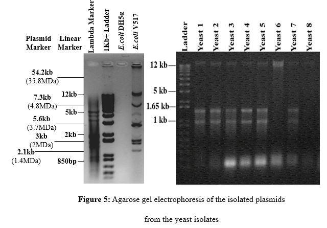 Isolation and characterization of osmophilic fermentative yeasts from Bangladeshi honeys