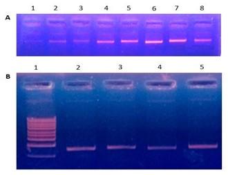 Mutation detection sensitivity of high resolution melting in clinical samples: a comparative study between formamide and dimethyl sulfoxide