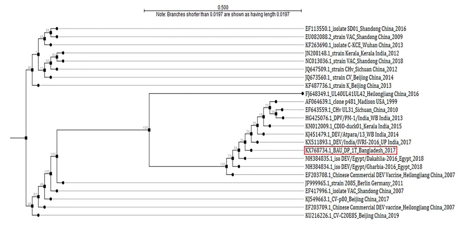 Comparative molecular analysis of contemporary isolates of duck plague virus from haor areas of Bangladesh