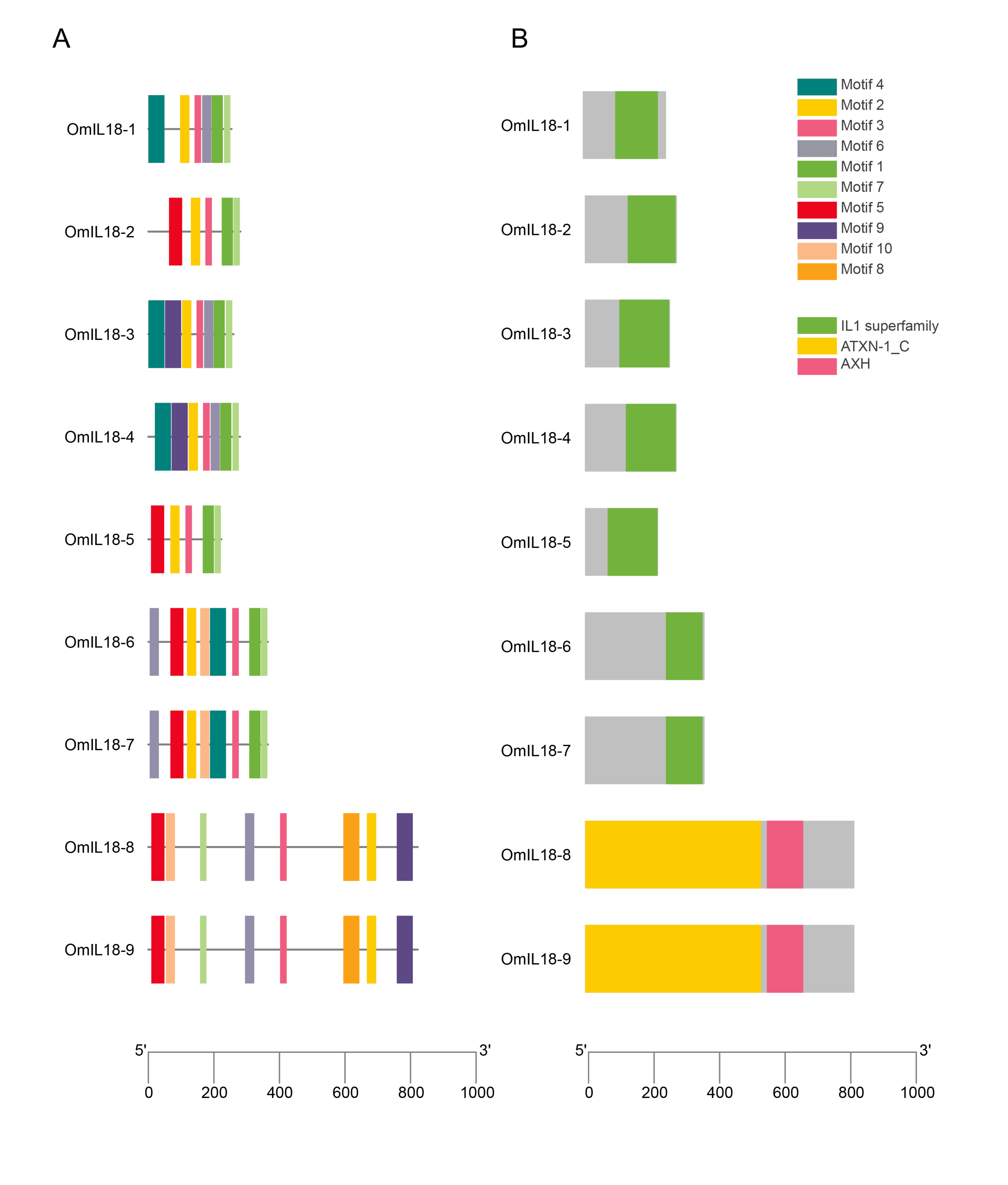 Genome-wide identification and characterization of interleukin-18 gene family in rainbow trout (<span>Oncorhynchus mykiss</span>)