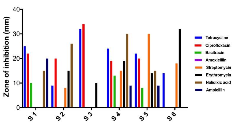 Presumptive correlation between phenotypic, genotypic and symbiotic diversities with antibiotic susceptibility traits of rhizobial strains from plant legumes