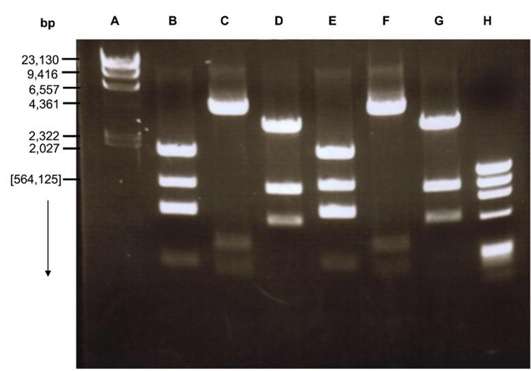 Presumptive correlation between phenotypic, genotypic and symbiotic diversities with antibiotic susceptibility traits of rhizobial strains from plant legumes