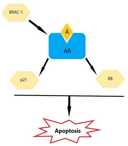 Intermittent androgen therapy in prostate cancer reveals the pro-apoptotic roles of androgen/androgen receptor: an overview