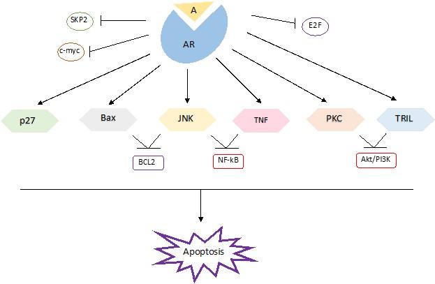 Intermittent androgen therapy in prostate cancer reveals the pro-apoptotic roles of androgen/androgen receptor: an overview