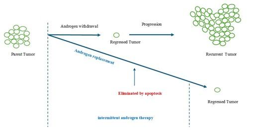Intermittent androgen therapy in prostate cancer reveals the pro-apoptotic roles of androgen/androgen receptor: an overview
