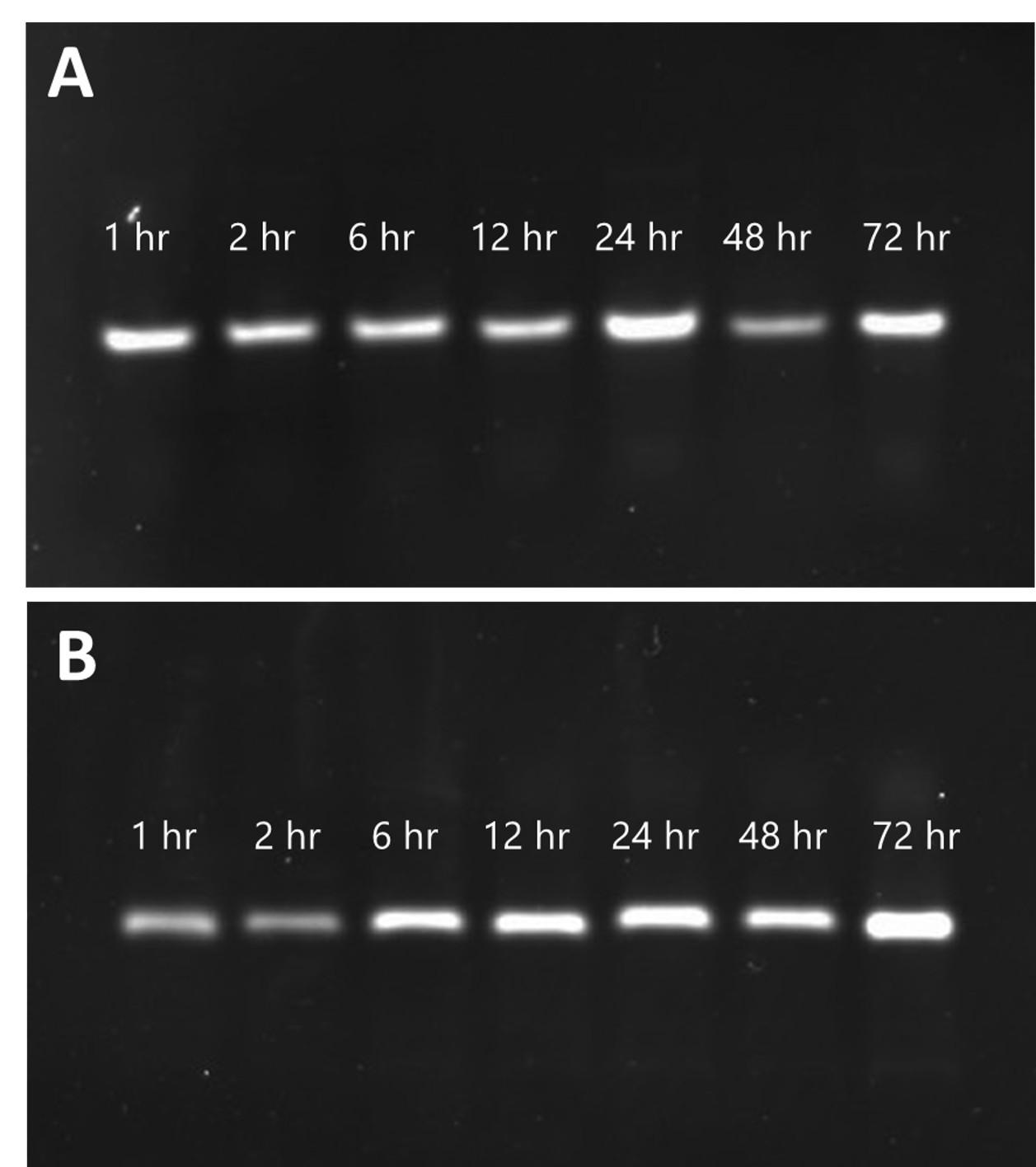 Development of gelatin particles encapsulating PDGF-BB aptamer for the efficient drug delivery system
