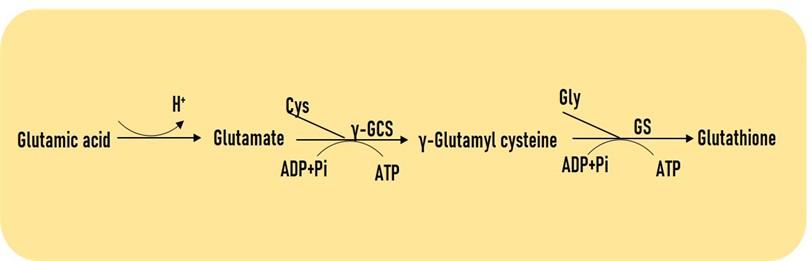 Glutathione: A key frontier of heavy-metal detoxification and tolerance in plants