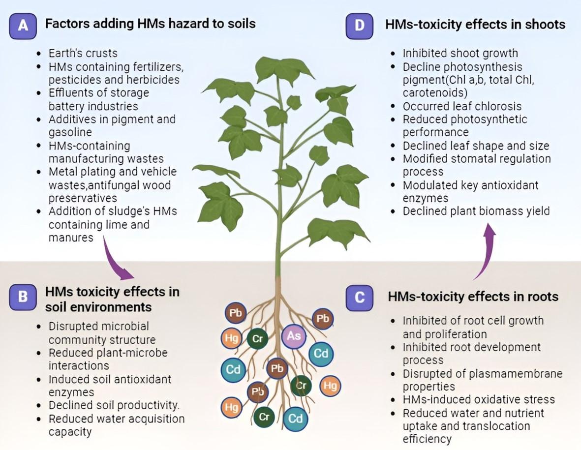 Glutathione: A key frontier of heavy-metal detoxification and tolerance in plants