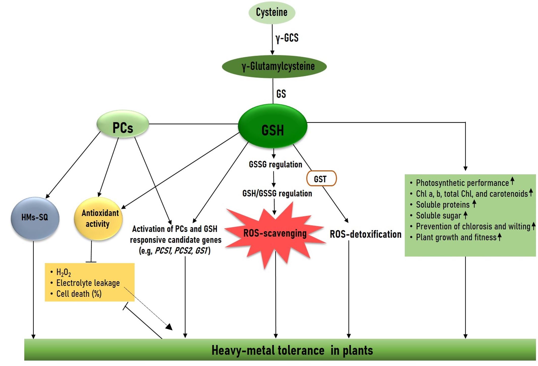 Glutathione: A key frontier of heavy-metal detoxification and tolerance in plants